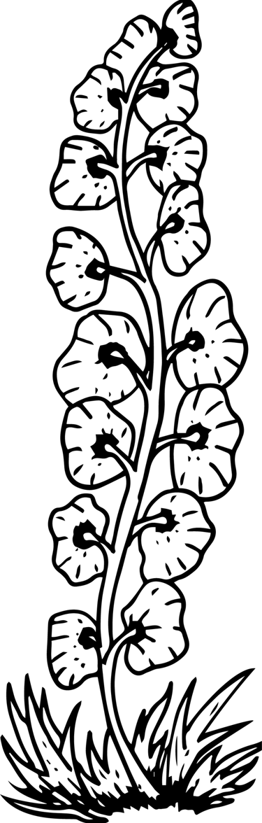 Illustrations