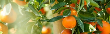 Freshly Squeezed Unpasteurized Juice