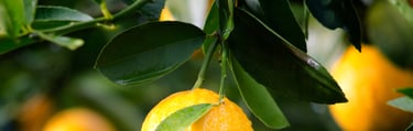 Natural Fruit Solids