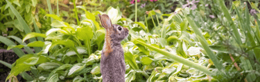 Pest Control in Dorset | Humane Rabbit Control | Dark Knight Pest Control
