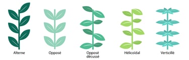 Illustrations de la phyllotaxie