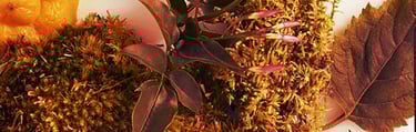 Chypre Ingredients