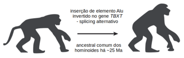 cenário evolutivo da perda da cauda