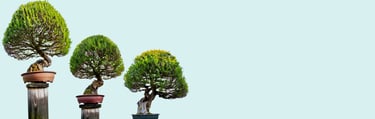3 bonsai trees on posts