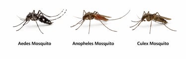 Close-up of three comon mosquitoes in lebanon wit