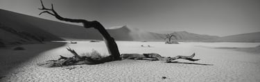 Black-and-white panoramic photograph of Namibia’s Deadvlei, with skeletal camelthorn trees and towering desert dunes