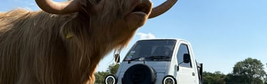 Apply to show at cars 'n' cows