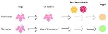 shéma du fonctionnement de la mémoire de travail visuelle et verbale avec interférence
