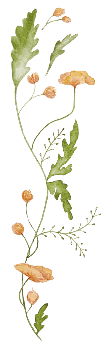 a plant with orange flowers on a green background