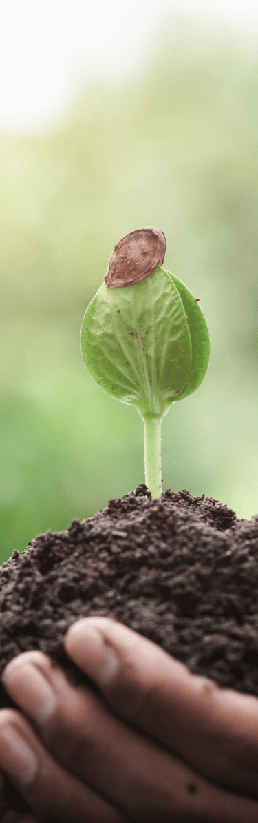 pure-and-natural-plant-energy-oil-blends-pure-nectar-oils