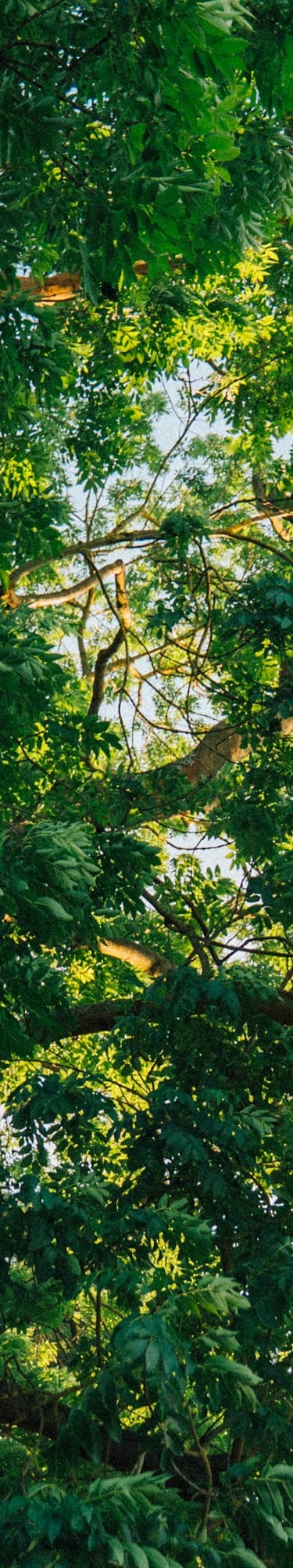 Grünes Blätterdach im Wald – Symbol für Ruhe, Natur und Achtsamkeit