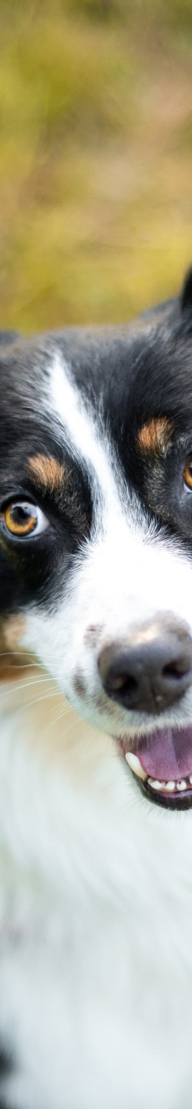 Hund im Wald – naturverbundenes Training und Spaziergänge mit Takoda