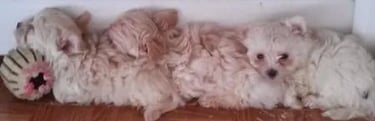 row-of-maltipoo-puppies-450x149.dm.edit_JzLOfZ-1920w (1)