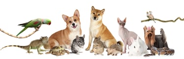 International Pet and House  Sitting
