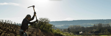 travaux dans les vignes
