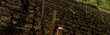 travaux dans les vignes