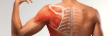 muscoli spalla e scapola