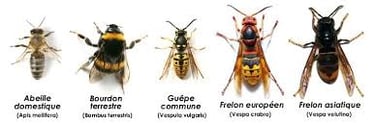 différence frelons européen et frelon asiatique Traitement nids Haute-Savoie