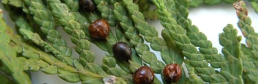 Scale Insect Treatment for Cedar Hedges in Gatineau. Protect Your Cedars from Pests.