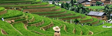 rizières-vietnam