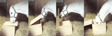 apprentissage cheval nourriture etude