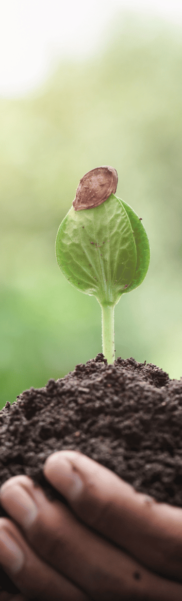 pure-and-natural-plant-energy-oil-blends-pure-nectar-oils