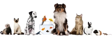 International Pet and House  Sitting