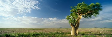 Colour panoramic photograph of a windswept tree on Namibia’s plains, standing strong under a vast blue sky with clouds