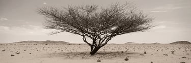 Panoramic black-and-white photograph of a solitary acacia tree in Namibia’s desert, its branches spread wide against distant 