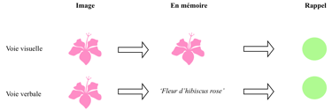 shéma du fonctionnement de la mémoire de travail visuelle et verbale
