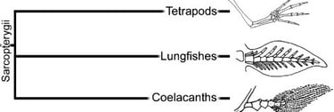 https://www.researchgate.net/figure/7865095_fig4_Figure-1-Phylogenetic-position-of-paddlefish-and-va