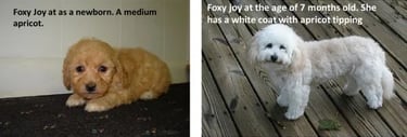 Maltipoo puppy hair loss
