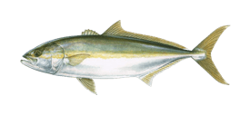 a fish that is very large and has a fish on it