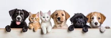 dogs and cats together