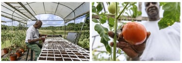 Un homme prépare ses plans de tomate sous une serre