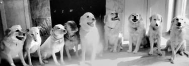 9 dogs in a living room Sit Stay off-leash