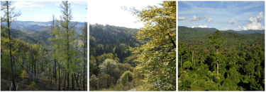Photos of the three main types of forest biomes