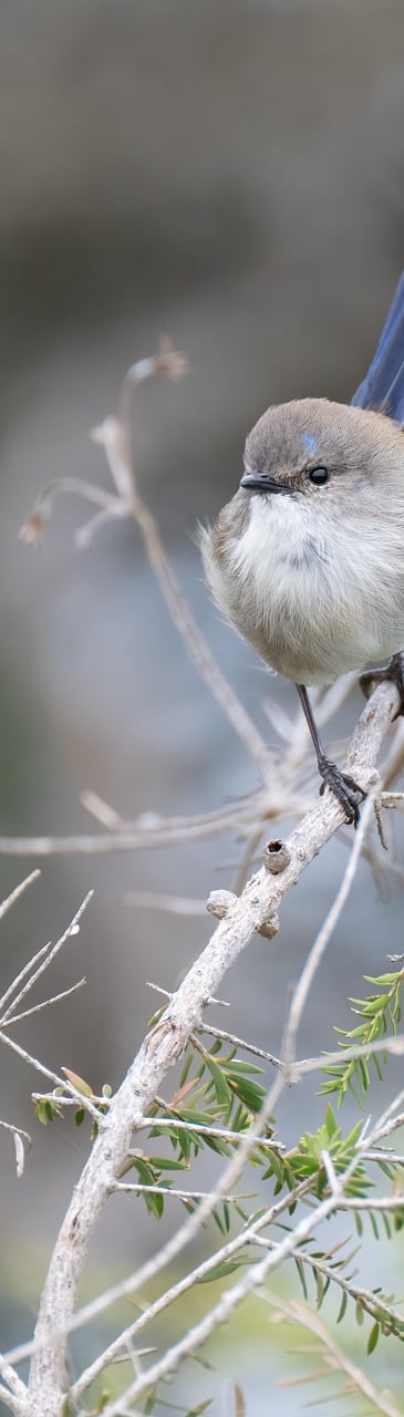 client satisfait magnetisme caen