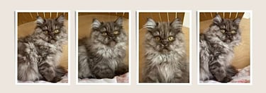 a cat with a cat sitting on a bed