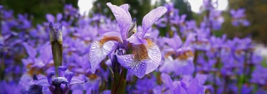 Blooming iris signifying faith, hope, wisdom and valor.