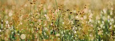 bien-être thérapie