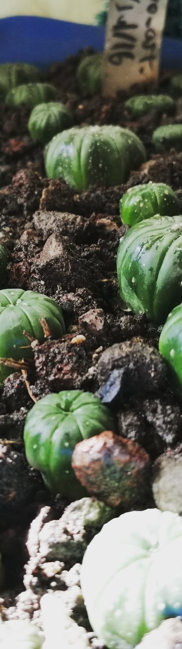a bunch of green plants in a potted planter