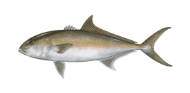 a fish fish on a black background