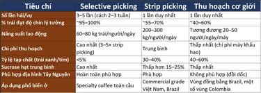 tiêu chí phân loại phương pháp hái cà phê