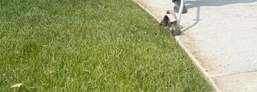 Lawn Edging and trimming