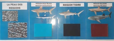 peau des requins, bleue, océanique, tigre, baleine, pélerin