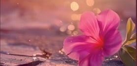 Bloem die uit asfalt groeit