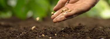 A person's hand dropping seeds into the soil