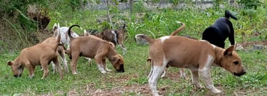 street dogs, anjing liar, homeless dogs, feral dogs, feral cats, homeless cats, sterilise dogs, 