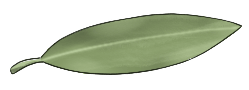 Ceylon Ironwood